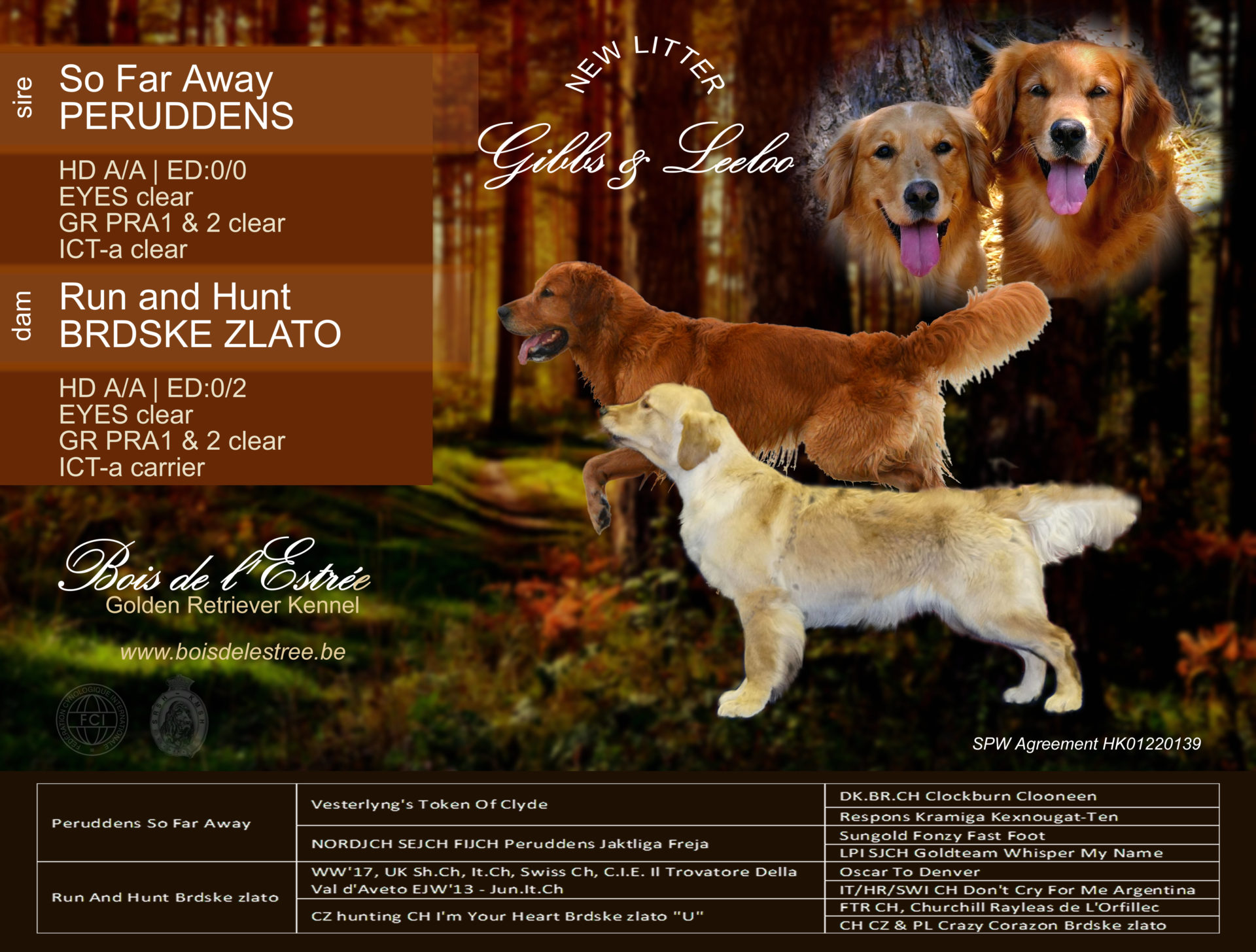 Last litter November 2019 – Run And Hunt Brdské zlato