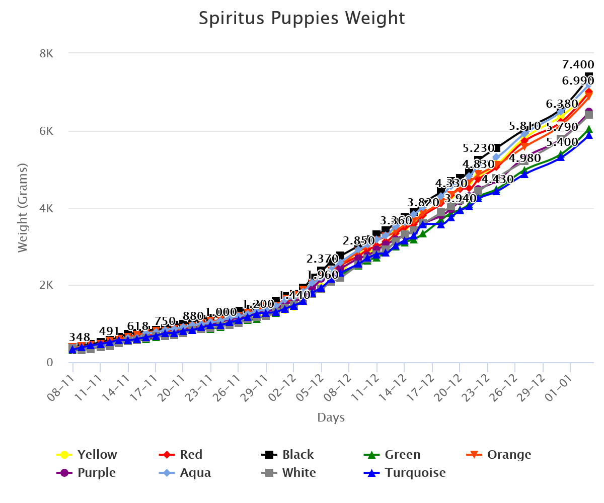 Spiritus Puppies Weight